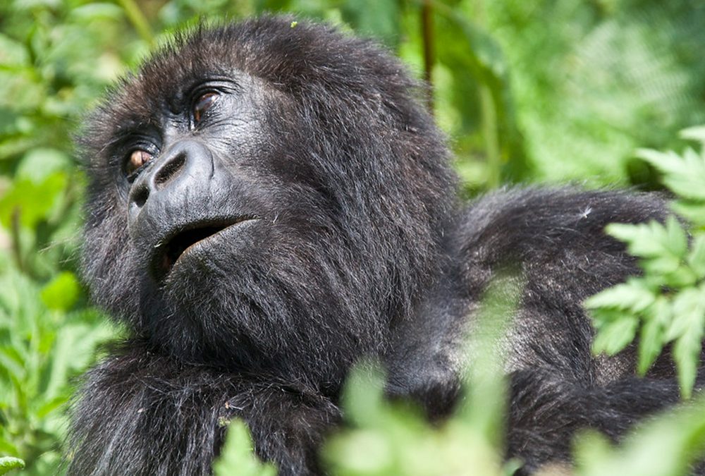 Africa safari with Gorilla trekking