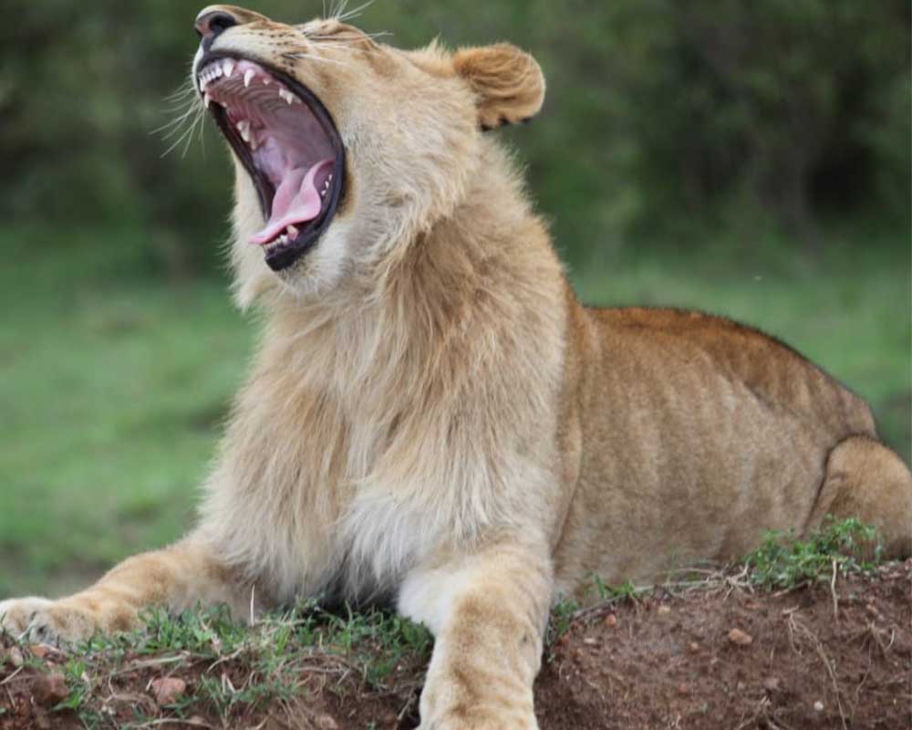 Big five safaris in Akagera national park