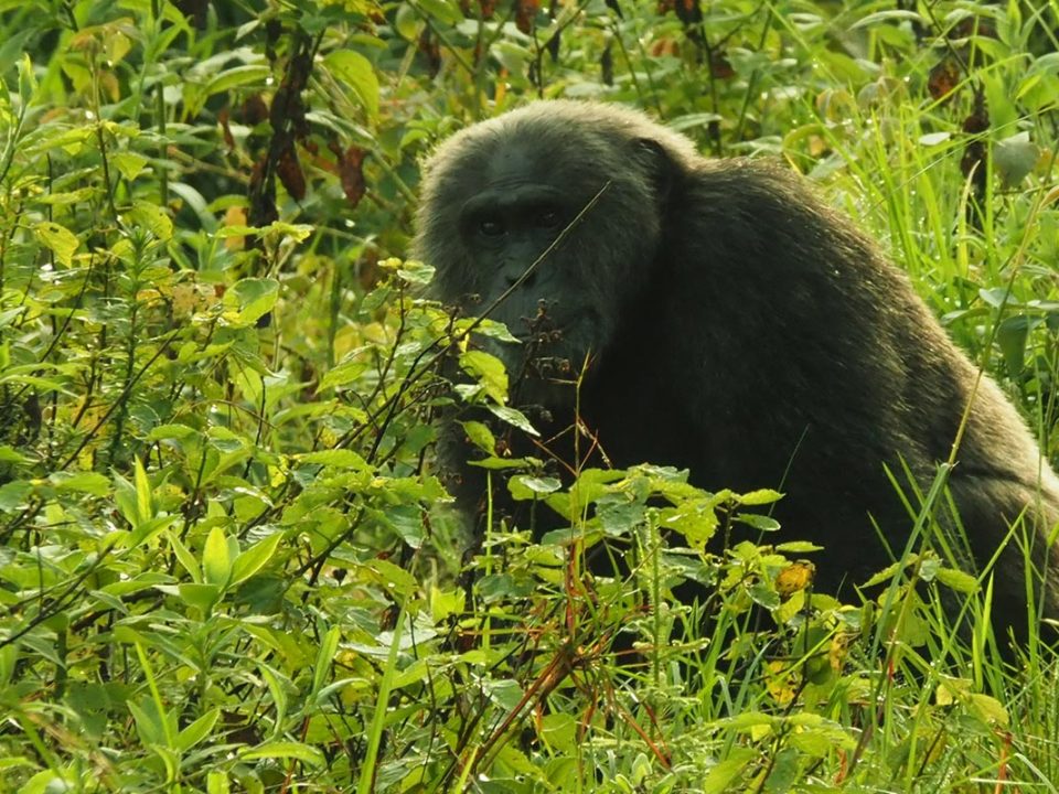 Nyungwe forest - Chimpanzee