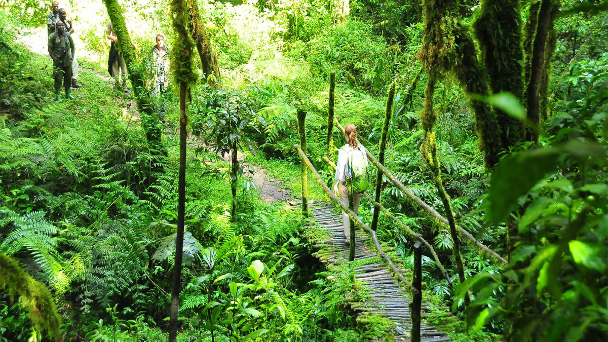 Forest walks and hiking trails in Nyungwe forest National Park