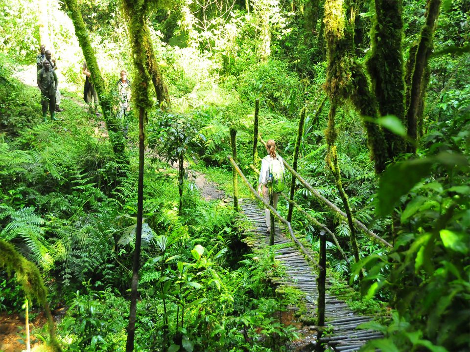 Forest walks and hiking trails in Nyungwe forest National Park