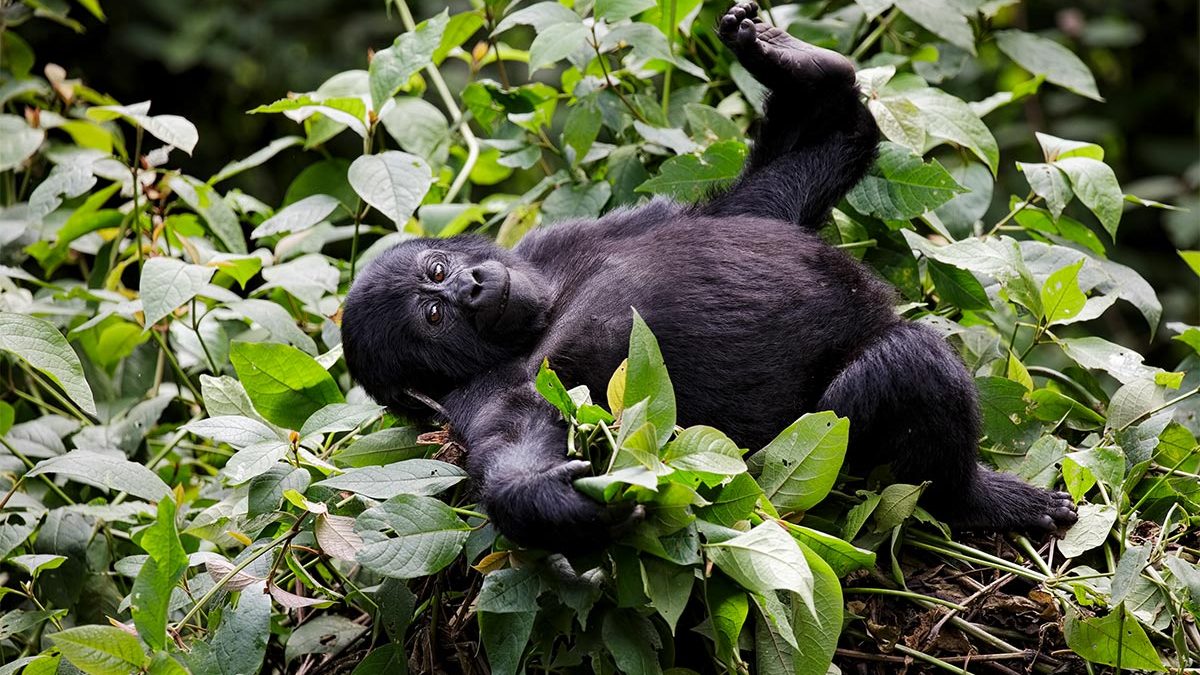 gorilla adventure safaris in Uganda-Rwanda