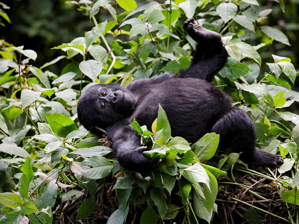 gorilla adventure safaris in Uganda-Rwanda