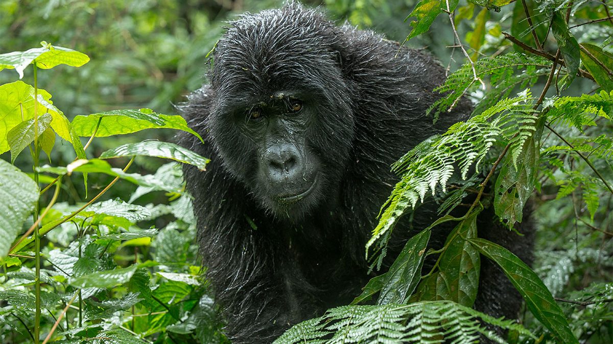 Bwindi gorilla permits booking