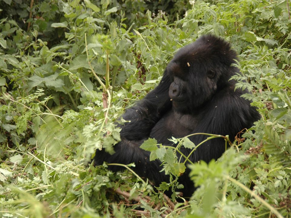 Gorilla safaris Rwanda