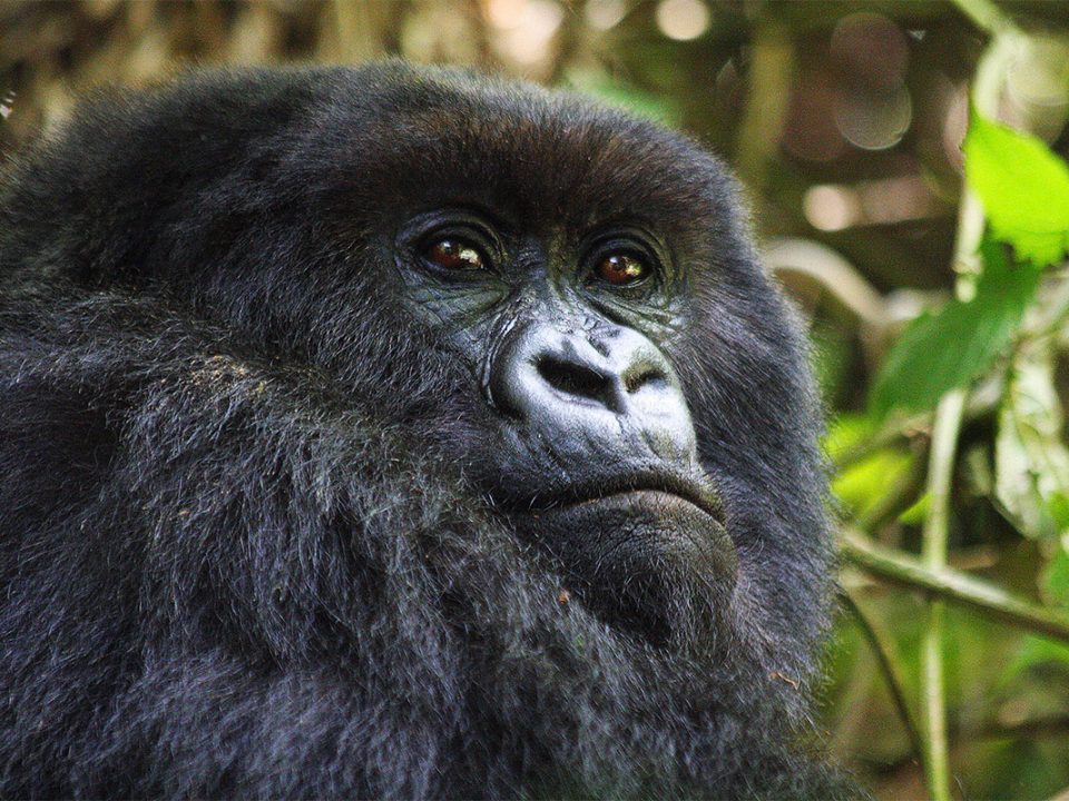 Gorilla tracking in Volcanoes National Park