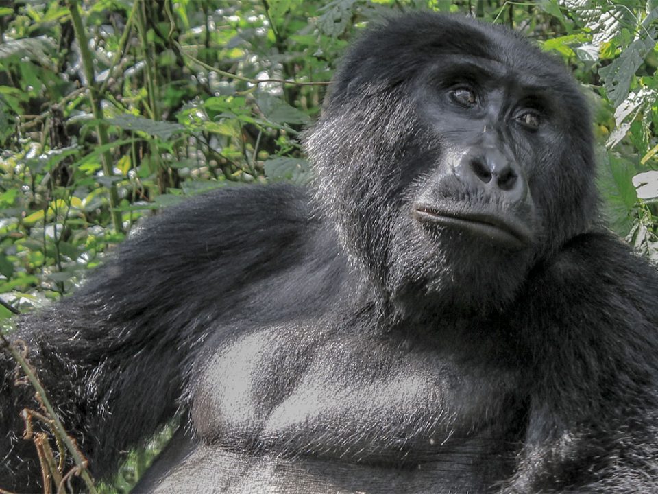 Blog — Page 98 of 107 — Great Adventures Safaris