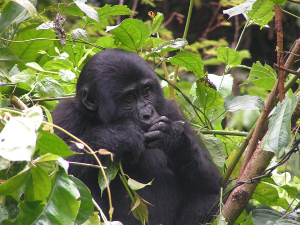 Rwanda gorilla tours from lake Kivu