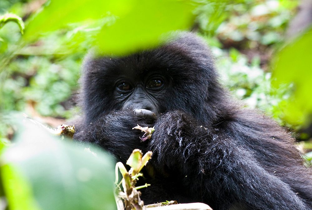 Luxury East Africa Gorilla trekking holidays