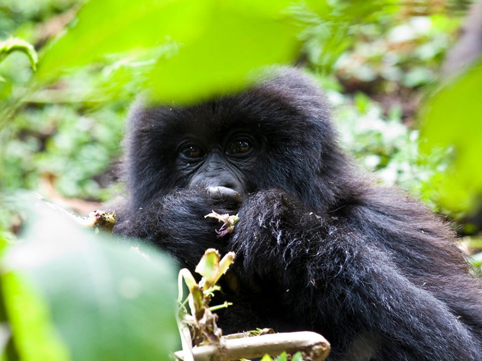 Luxury East Africa Gorilla trekking holidays