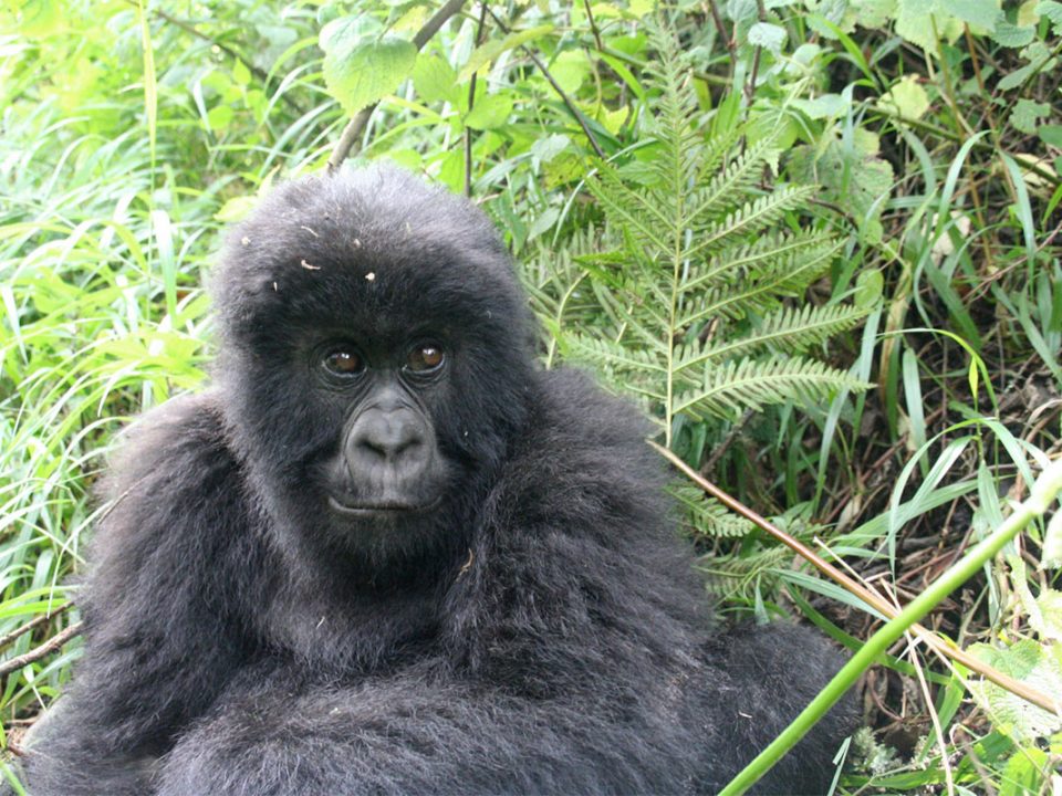 Luxury Rwanda gorilla safaris
