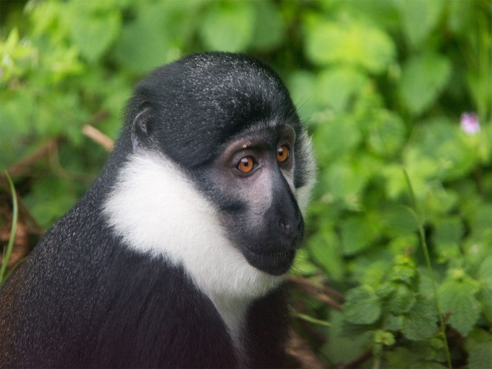 Monkey tracking in Nyungwe forest National Park