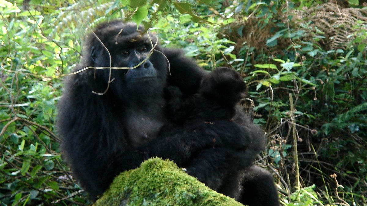 Rwanda and Uganda gorilla permits