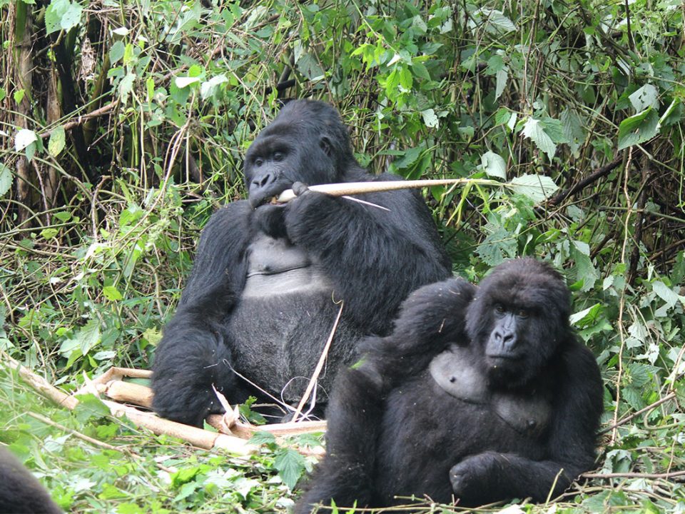 Rwanda gorilla tracking with Great Adventures