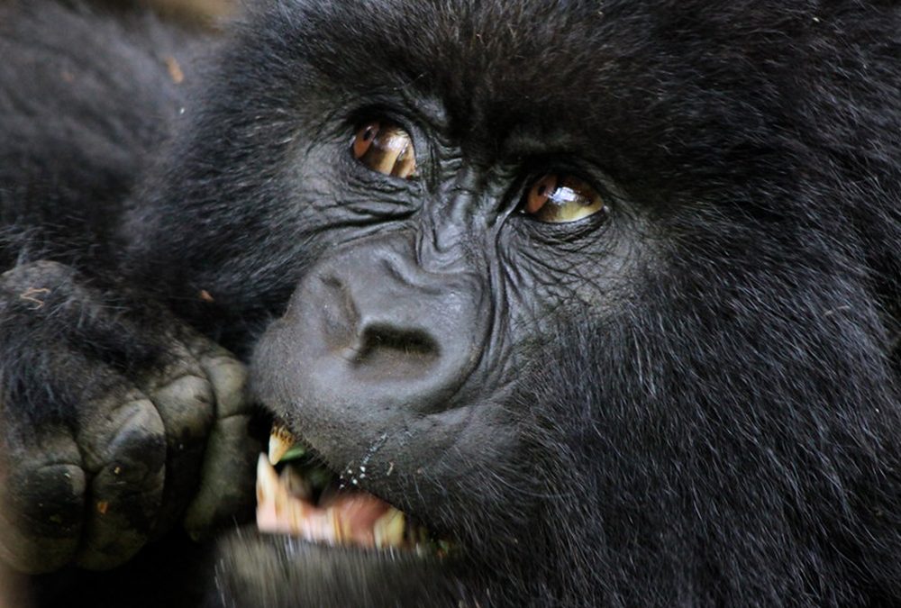 How does Gorilla trekking benefit conservation
