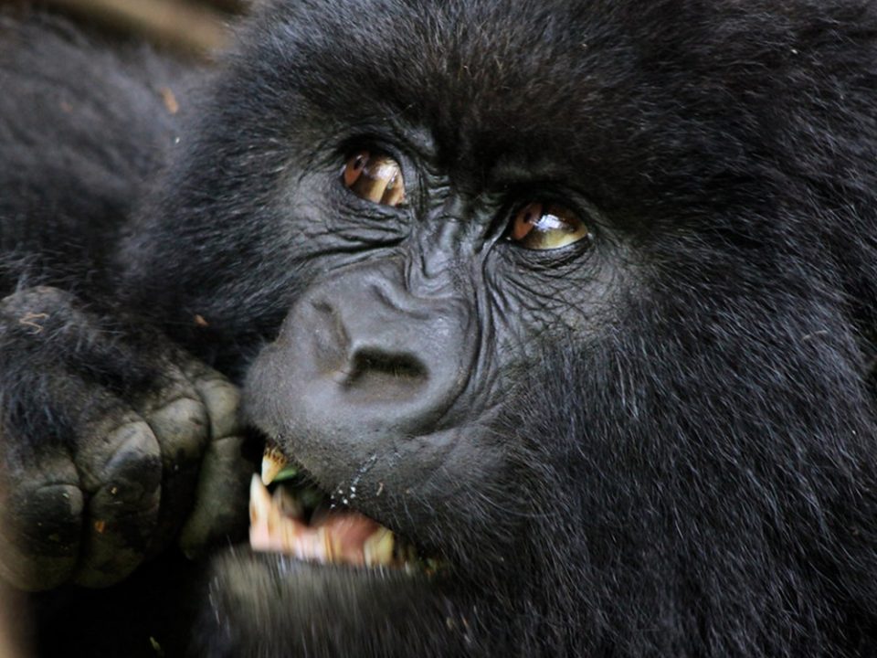 How does Gorilla trekking benefit conservation