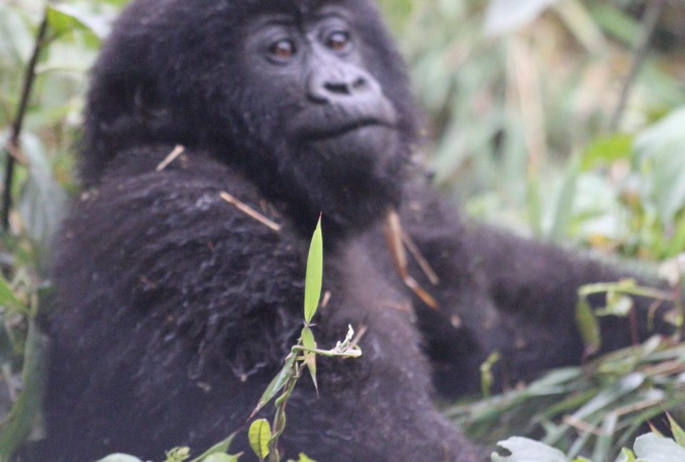What is the Gorilla trekking experience in Rwanda