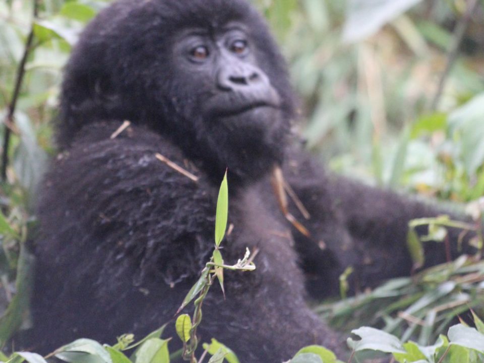 What is the Gorilla trekking experience in Rwanda